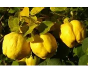 Cydonia o. 'Rea's Mammoth'