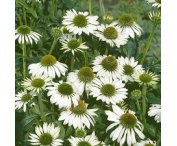 Echinacea p. 'Alba'