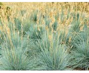 Festuca glauca