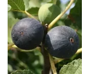 Ficus carica 'Brogiotto Nero'
