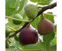 Ficus car. 'Brown Turkey'