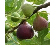 Ficus car. 'Brown Turkey'