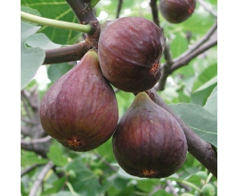 Ficus carica 'Chelsea'