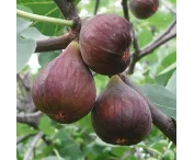 Ficus carica 'Chelsea'