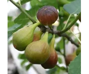 Ficus car. 'Dalmatië'