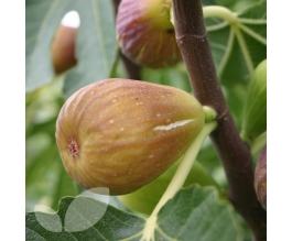 Ficus carica 'Doree'