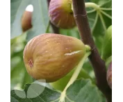 Ficus carica 'Doree'