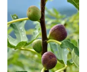 Ficus carica 'Melanzana'