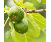 Ficus carica 'Jannot'