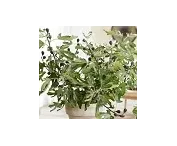 Ficus Little Miss Figgy