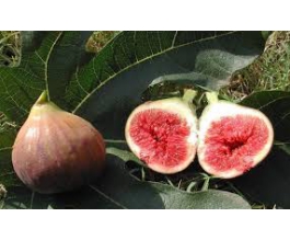 Ficus car. 'Mad. des deux Saisons'