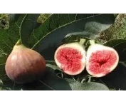 Ficus car. 'Mad. des deux Saisons'