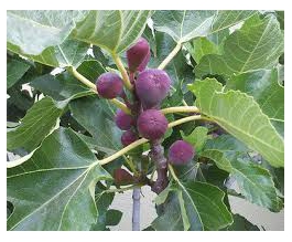 Ficus car. 'Negronne'