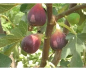 Ficus car. 'Osborn's Prolific'
