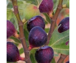 Ficus carica 'Rouge de bordeaux'