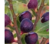 Ficus carica 'Rouge de bordeaux'