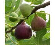 Ficus carica 'Signore'
