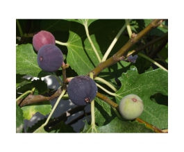 Ficus car. 'Sultane'