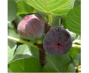 Ficus car. 'Violette Dauphine'