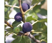 Ficus carica 'Violetta de Normandii'