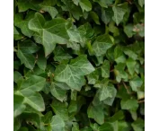 Hedera hibernica