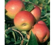 Malus d. 'Cox's Orange Pippin'