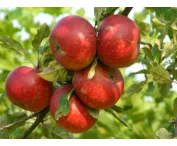 Malus d. 'Discovery'