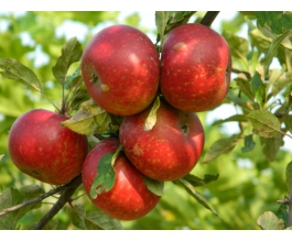 Malus d. 'Discovery'