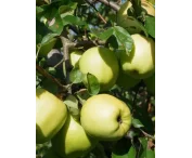 Malus d. 'Golden Delicious'