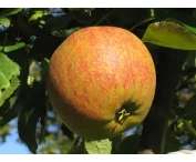 Malus d. 'Cox la Vera'