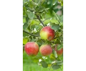 Malus d. 'Red Delcorf'