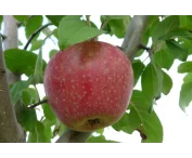 Malus d. 'Sterappel'