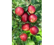 Malus d. 'Summerred'