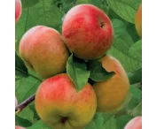 Malus d. 'Topaz'