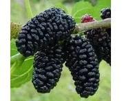 Morus nigra