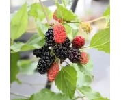 Morus sp. 'Mojo Berry'®