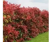 Photinia fraseri 'Red Robin'