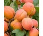 Prunus d. 'Hanita'