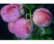 Prunus d. 'Avalon'