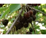 Prunus a. 'Bigarreau Burlat'