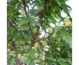 Prunus d. 'Robijn'