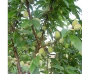 Prunus d. 'Robijn'