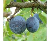 Prunus 'Early Prolific'