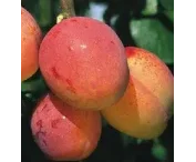 Prunus d. 'Excalibur'