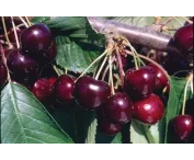Prunus a. 'Hartland'