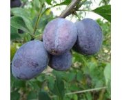 Prunus 'Hauszwetsche'