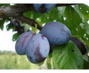 Prunus d. 'Italiaanse Kwets'