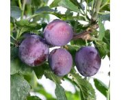 Prunus d. 'Washington'