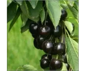 Prunus a. 'Karina'