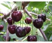 Prunus a. 'Kordia'